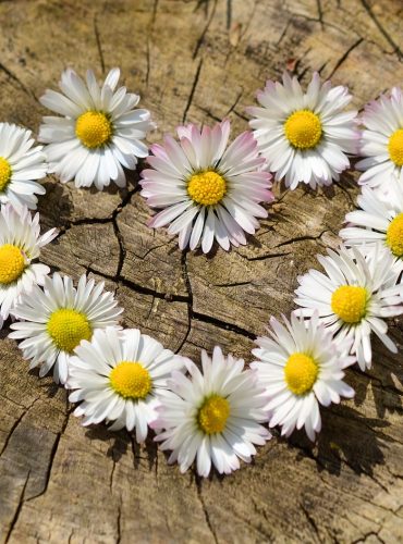 daisies, heart, flowers-712892.jpg ZDRAVÍ PŘÍRODA SAMOUZDRAVOVÁNÍ